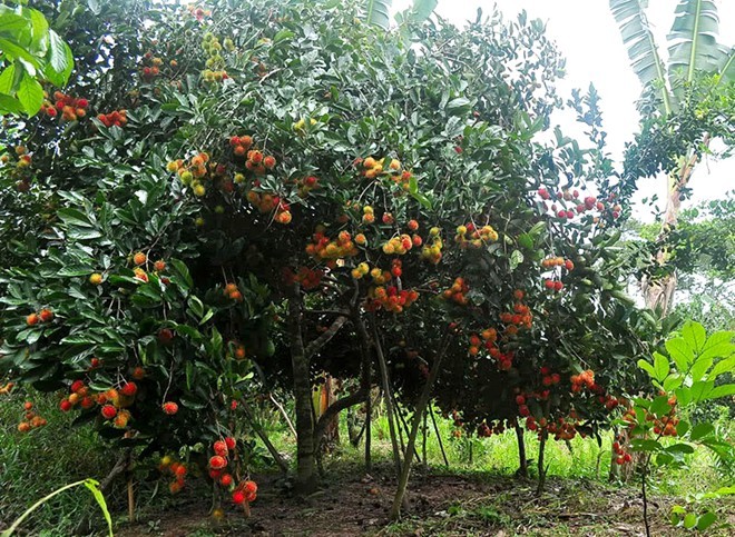 Lai Thieu Orchard
